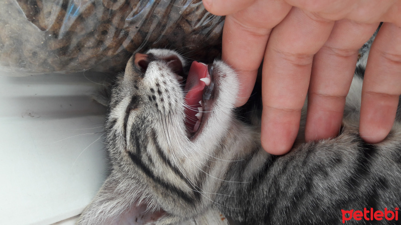 Tekir Kedi, Kedi  COK ACIL YUVA SOKAGA GITMESIN :( fotoğrafı
