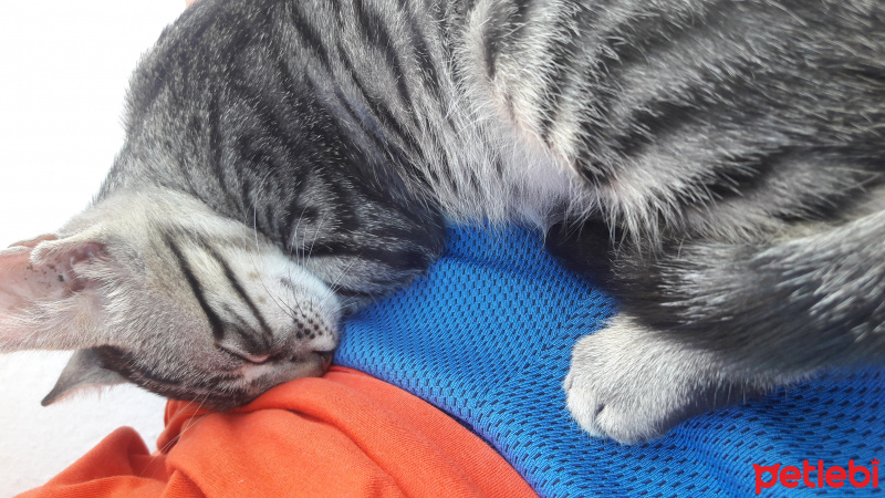 Tekir Kedi, Kedi  COK ACIL YUVA SOKAGA GITMESIN :( fotoğrafı