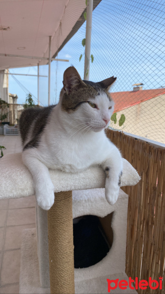 Tekir Kedi, Kedi  Paşa fotoğrafı