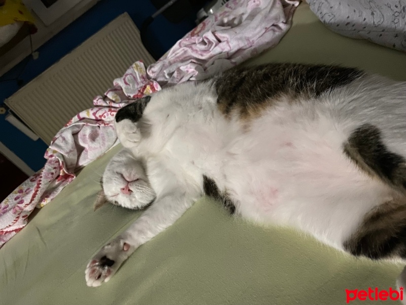 Tekir Kedi, Kedi  Paşa fotoğrafı