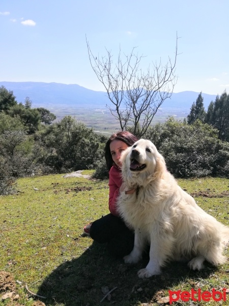 Golden Retriever, Köpek  Paşa fotoğrafı
