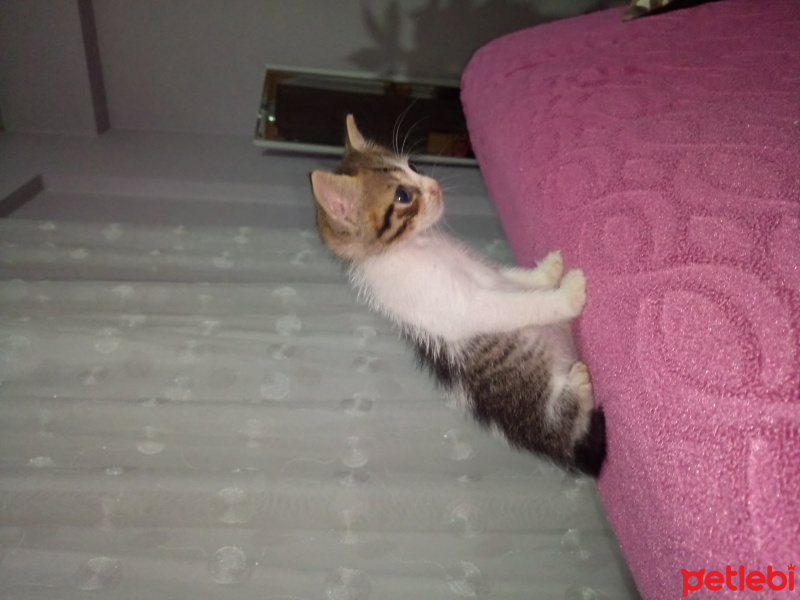 Tekir Kedi, Kedi  Mojo fotoğrafı