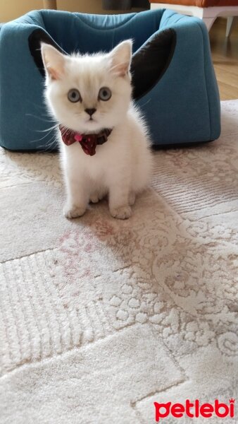 British Shorthair, Kedi  Köpük fotoğrafı