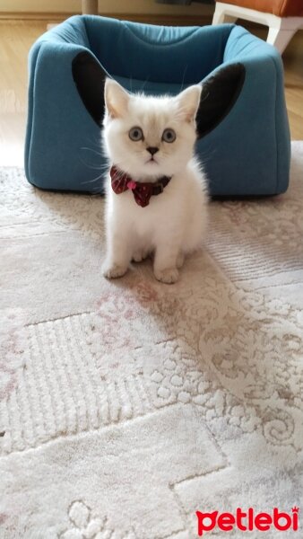 British Shorthair, Kedi  Köpük fotoğrafı