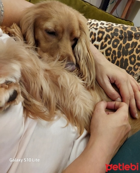 İngiliz Cocker Spaniel, Köpek  LADY fotoğrafı