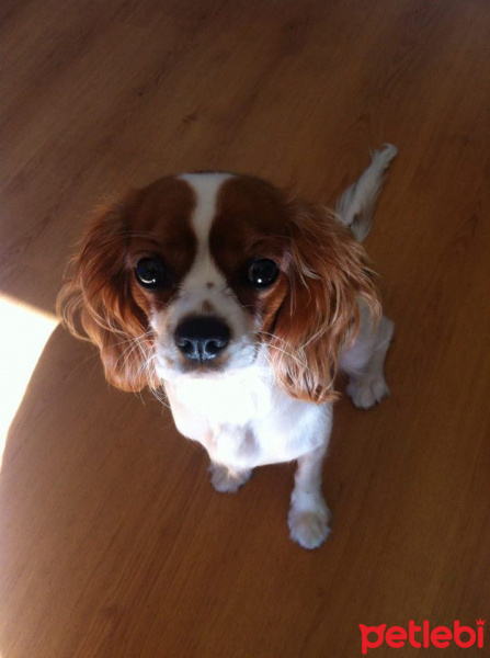 Cavalier King Charles Spanieli, Köpek  Tarçın fotoğrafı