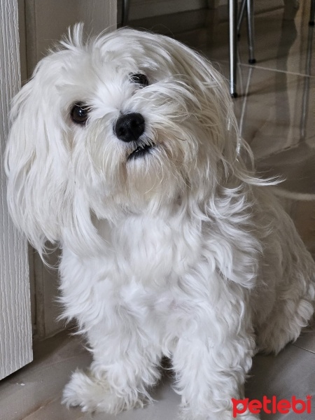 Maltese, Köpek  LIDYA fotoğrafı