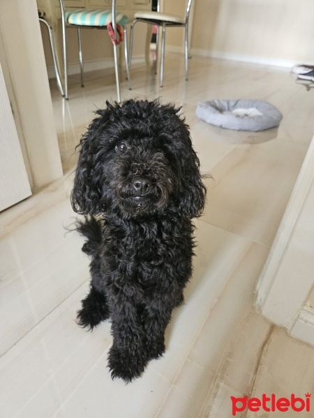 Poodle (Minyatür Kaniş), Köpek  EFES fotoğrafı