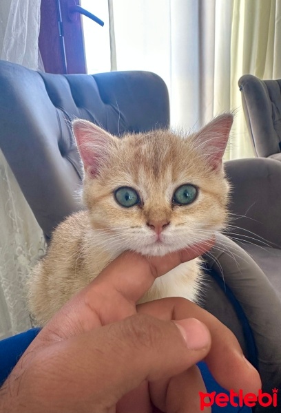 British Shorthair, Kedi  Paşa fotoğrafı