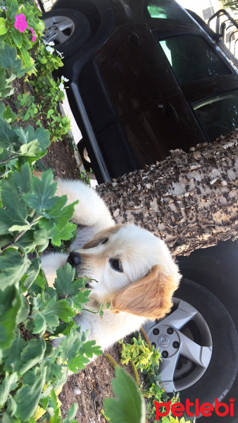 Golden Retriever, Köpek  Lisa  fotoğrafı