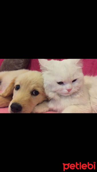 Scottish Fold, Kedi  Federal fotoğrafı