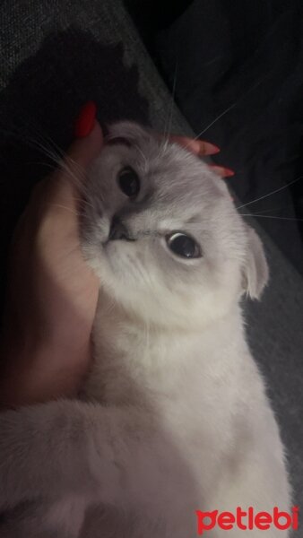 British Shorthair, Kedi  Hayalet fotoğrafı