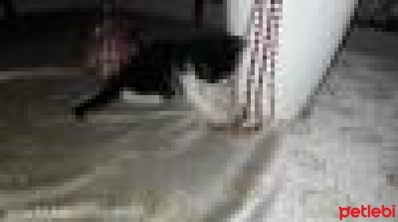 Tekir Kedi, Kedi  MINCIR fotoğrafı