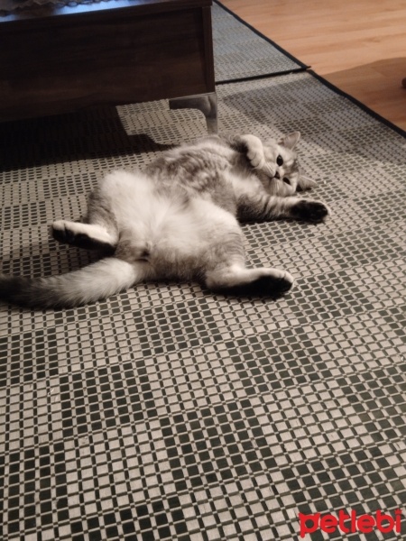 British Shorthair, Kedi  Mia fotoğrafı