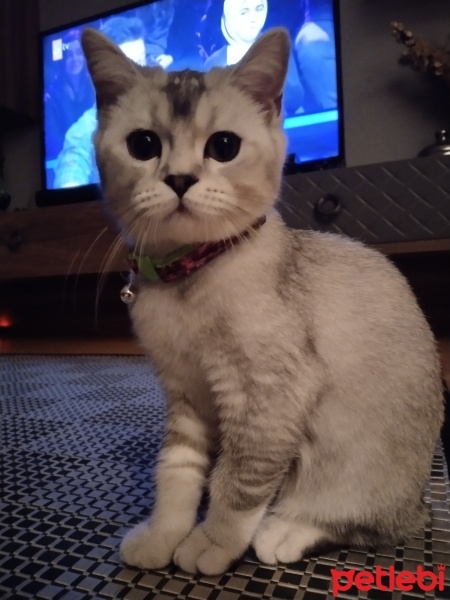 British Shorthair, Kedi  Mia fotoğrafı