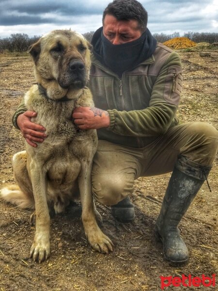 Güvercin, Kuş  Alf fotoğrafı