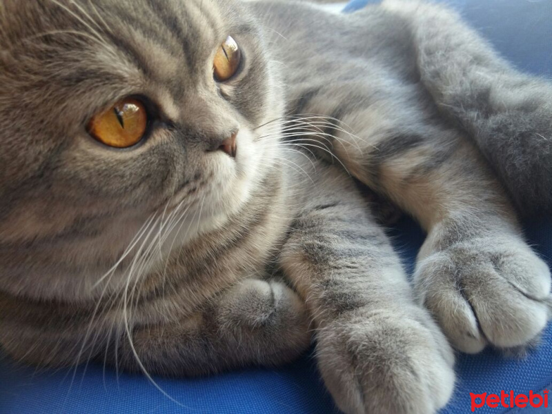 Scottish Fold, Kedi  ARTİST fotoğrafı