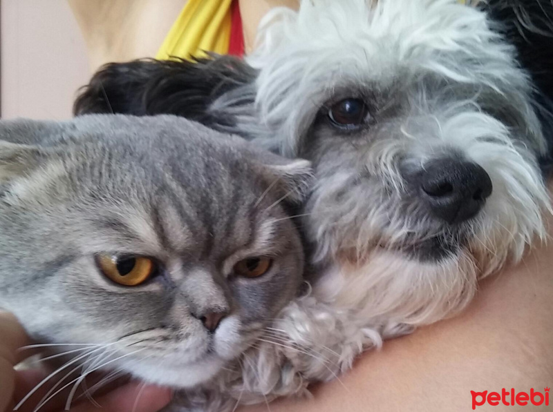 Scottish Fold, Kedi  ARTİST fotoğrafı