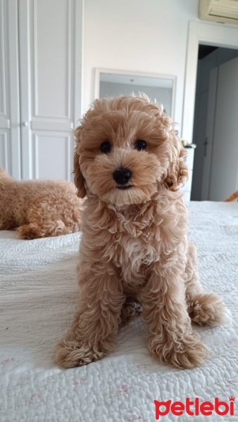 Poodle(Standart Kaniş), Köpek  space fotoğrafı