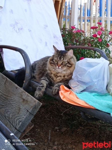 Tekir Kedi, Kedi  Tekila Kuzu Maşallah fotoğrafı