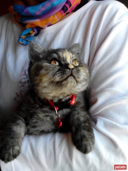 British Shorthair, Kedi  pamuk fotoğrafı