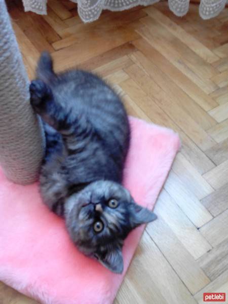 British Shorthair, Kedi  pamuk fotoğrafı