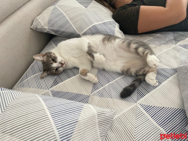 Tekir Kedi, Kedi  Luna fotoğrafı
