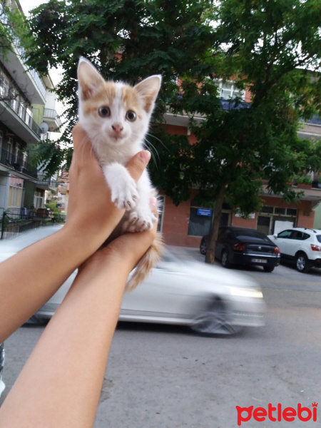 Tekir Kedi, Kedi  Balkız fotoğrafı