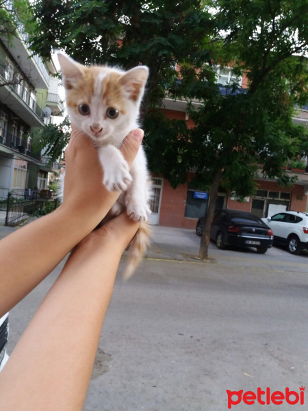 Tekir Kedi, Kedi  Balkız fotoğrafı