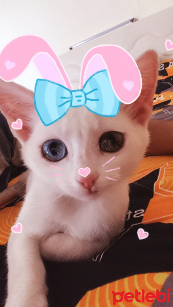 Van Kedisi, Kedi  Pamuk fotoğrafı