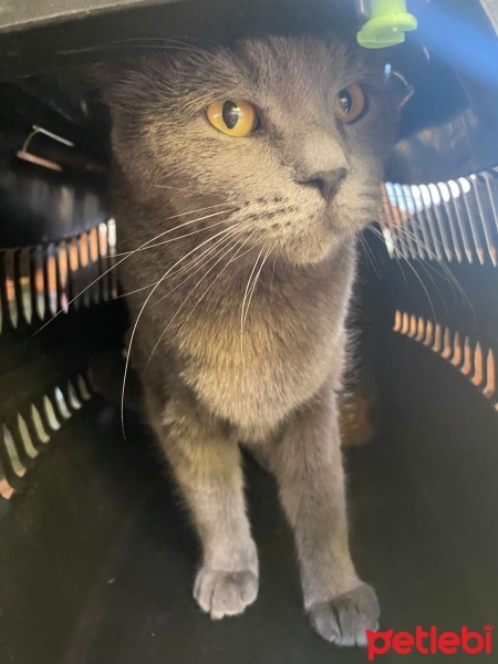 British Shorthair, Kedi  Bihter fotoğrafı