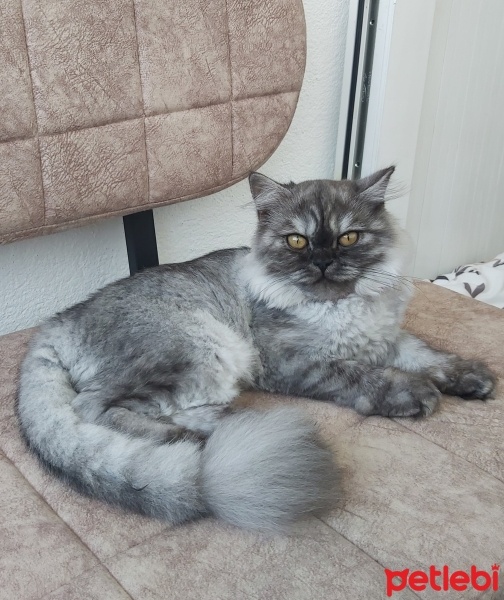 Scottish Fold, Kedi  MİA fotoğrafı