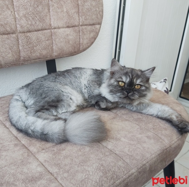 Scottish Fold, Kedi  MİA fotoğrafı