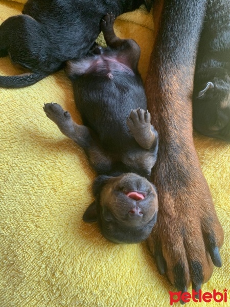 Rottweiler, Köpek  Koca Kafa fotoğrafı