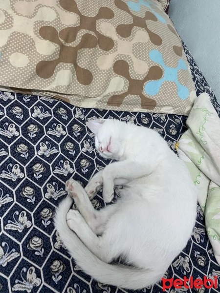 Van Kedisi, Kedi  Mia fotoğrafı