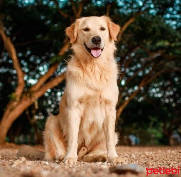 Golden Retriever, Köpek  Sasha fotoğrafı