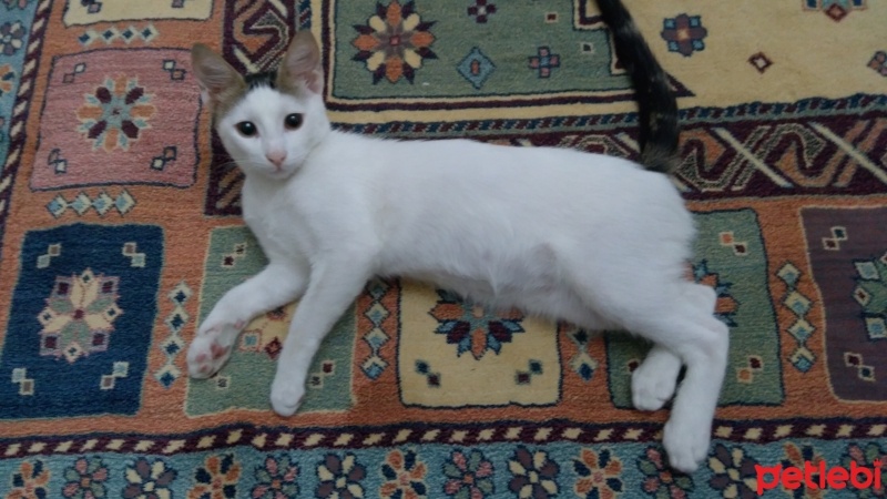Tekir Kedi, Kedi  PAMUK fotoğrafı