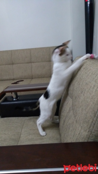Tekir Kedi, Kedi  PAMUK fotoğrafı