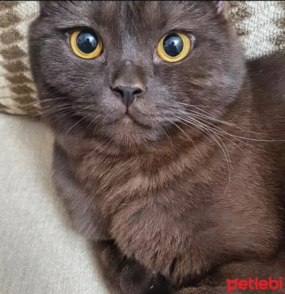 Scottish Fold, Kedi  EDİS fotoğrafı