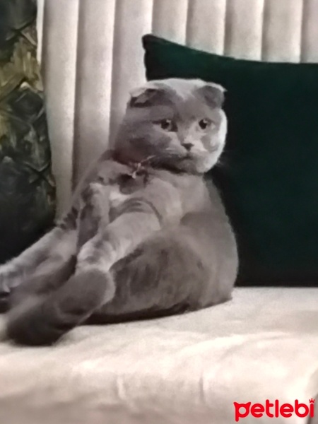 Scottish Fold, Kedi  Maya fotoğrafı