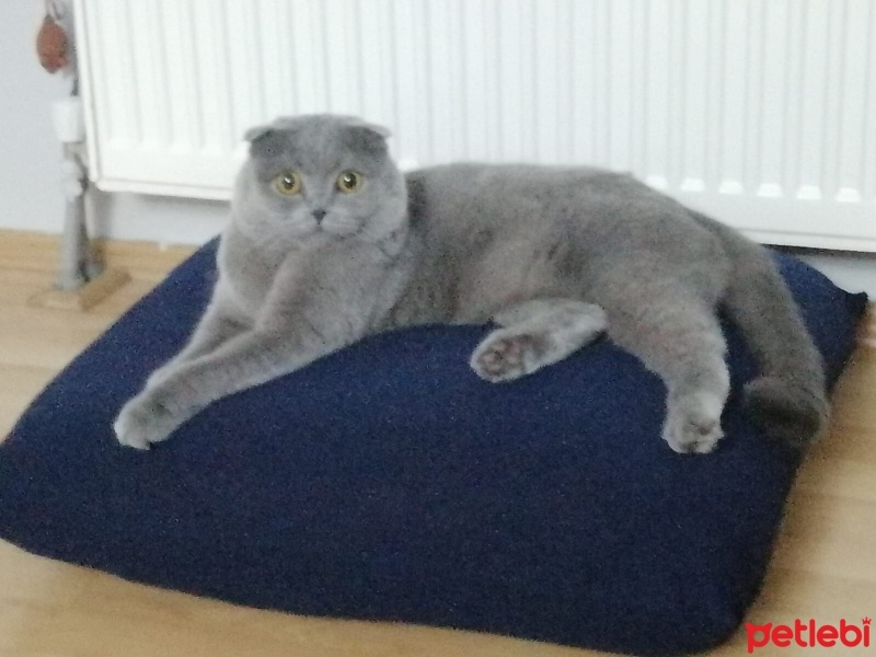 Scottish Fold, Kedi  Maya fotoğrafı