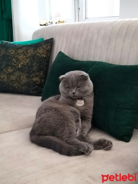 Scottish Fold, Kedi  Maya fotoğrafı