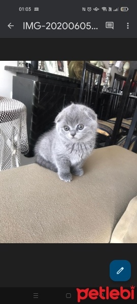 Scottish Fold, Kedi  Maya fotoğrafı
