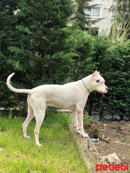Dogo Arjantin, Köpek  Zeus fotoğrafı