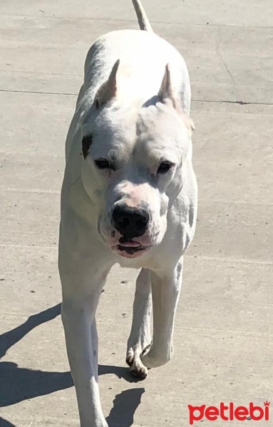 Dogo Arjantin, Köpek  Zeus fotoğrafı
