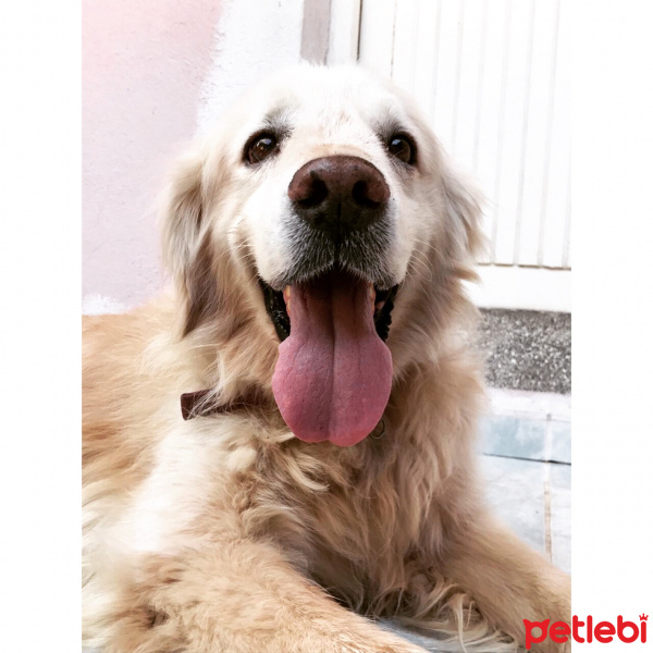 Golden Retriever, Köpek  Efe fotoğrafı