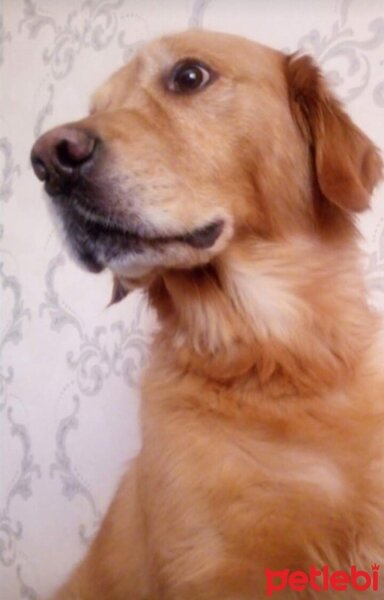 Golden Retriever, Köpek  Gofret fotoğrafı