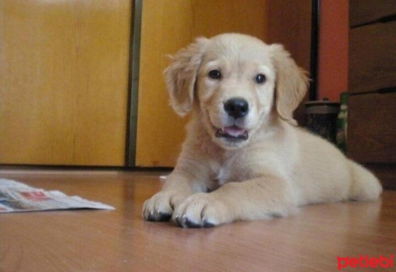 Golden Retriever, Köpek  Gofret fotoğrafı