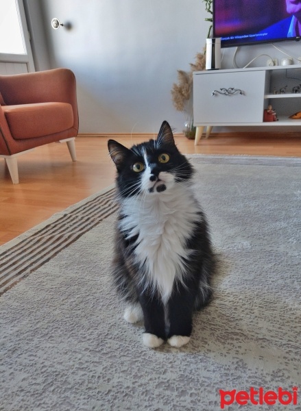 Tuxedo (Smokin) Kedi, Kedi  Pati fotoğrafı