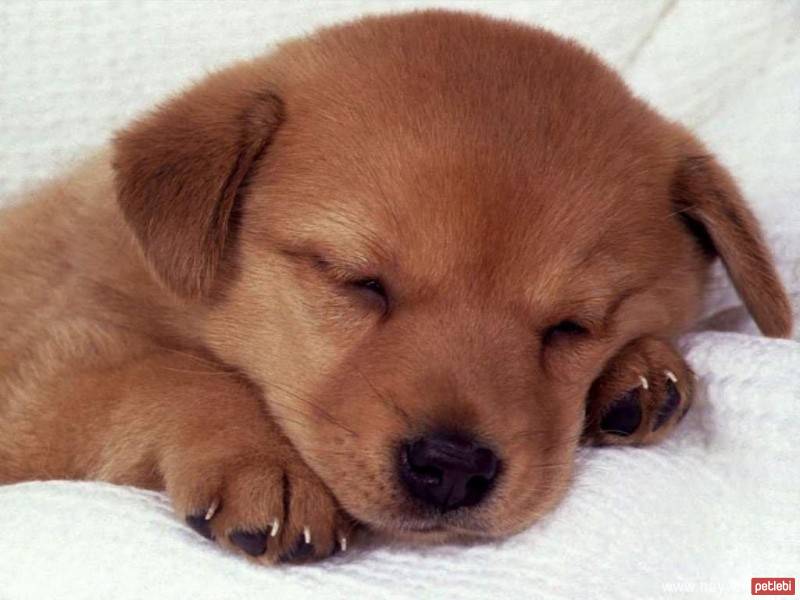 Dachshund (Sosis), Köpek  zeliş fotoğrafı